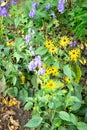 Yellow and purple flowers, an example of complementary or opposite colours in nature Royalty Free Stock Photo