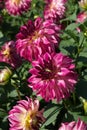 Dahlia blossoms Close-up Magenta-pink color Sunlight Royalty Free Stock Photo