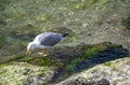 Seagull stands on the rocks  by the river side Royalty Free Stock Photo