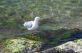 Seagull stands on the rocks  by the river side Royalty Free Stock Photo