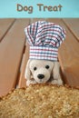 Home-baked dog pastry, Toy dog wearing a cook chef hat. Royalty Free Stock Photo