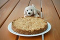 Home-baked dog treat pastry unsweetened. Dog soft toy.