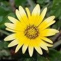 Erva gorga, a species of Arctotheca, scientific name Arctotheca calendula. Royalty Free Stock Photo