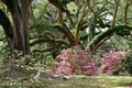 Pink Azaleas Under Majestic Oak Trees of Avery Island, Louisiana.