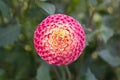 Pompon Dahlia blossom Pink and yellow color