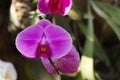 Moth Dendrobium Orchid Flower or Pink Phalaenopsis in the Garden Royalty Free Stock Photo