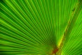 Asymmetrical radial lines fanning out from the base of a large palm frond Royalty Free Stock Photo