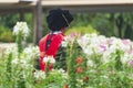 Doctor of Philosophy Graduate Elder Female Taking a Photo in the Beautiful Flower Garden. Royalty Free Stock Photo