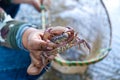 Farmer Catch some Waterfall Crab for Cooking His Meal in the Rain Forrest. Royalty Free Stock Photo