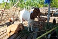 Goat with Funny Smiling Face in the Outdoor Goats Farm