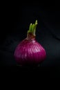Fresh and Raw Red Onion on iSolated Black background, Many Nutritions with Healthy Spice. Royalty Free Stock Photo