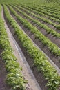 Rows of young potato plants in springtime Royalty Free Stock Photo