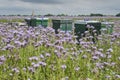 Beehives in a field of purple Phacelia plants under a stormy sky Royalty Free Stock Photo