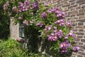 A pink rose bush against a brick wall Royalty Free Stock Photo