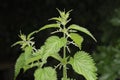 Closeup of a green flowering nettle plant Royalty Free Stock Photo