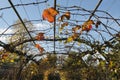 Red orange grape leaves on pergola arch grid Royalty Free Stock Photo