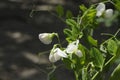 Closeup of sugar snap pea plant with white flowers