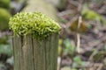 Vibrant green hypnum moss on a wooden pole Royalty Free Stock Photo