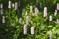 The pink flowers of the Bistorta officinalis or Persicaria bistorta Royalty Free Stock Photo