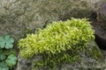 Vibrant green moss on a stone Royalty Free Stock Photo