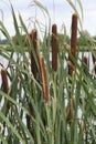 Brown bulrushes, cattails or typha latifolia in front of water