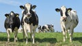 A group of black and white Frisian Holstein cows in a sunny pasture Royalty Free Stock Photo