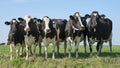 A group of black and white Frisian Holstein cows in a sunny pasture Royalty Free Stock Photo