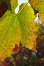 Closeup of multi-colored backlit grape leaves in autumn Royalty Free Stock Photo