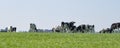 A group of black and white Frisian Holstein cows in a sunny pasture Royalty Free Stock Photo