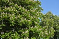 Large blossoming chestnut trees with pink flowers