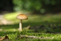 Closeup of the tawny grisette or orange-brown ringless Amanita