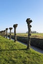 A row of pruned pollard willows in early spring Royalty Free Stock Photo