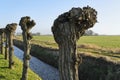 A row of pruned pollard willows in early spring Royalty Free Stock Photo