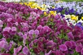 Vibrant pansy or viola blossoms in a variety of colors in a garden centre