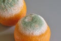 Two oranges with green and white mold on a gray surface Royalty Free Stock Photo