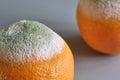 Two oranges with green and white mold on a gray surface Royalty Free Stock Photo
