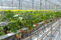 Industrial food production of strawberries in a greenhouse