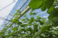 Industrial food production of cucumbers in a greenhouse