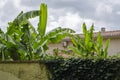 Banana plants in the garden of a new-build house in traditional style in France Royalty Free Stock Photo