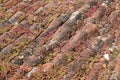 Orange handmade french roof tiles covered with red sedum Royalty Free Stock Photo