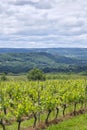 Vineyards in spring near Glanes in Southern France Royalty Free Stock Photo