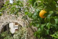 An orange growing on a tree in the village of Carennac France Royalty Free Stock Photo