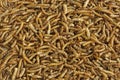 Closeup of dried mealworms for feeding birds Royalty Free Stock Photo