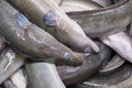 Fresh eels ready for smoking in a smokehouse Royalty Free Stock Photo