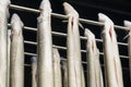 Eels in a row on steel pins prepared for smoking in a smokehouse Royalty Free Stock Photo