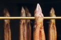 Red brown smoked eels in a row on steel spins in a smokehouse Royalty Free Stock Photo