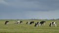 Black and white Friesian Holstein cows in a pasture under a stormy sky Royalty Free Stock Photo