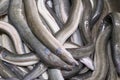 Fresh eels ready for smoking in a smokehouse Royalty Free Stock Photo