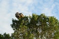 Osprey Nest on Pole Royalty Free Stock Photo