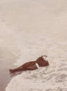 DT00049 CROATIA CIRCA 1890 - Bathing Woman - Seashore - Swimsuit